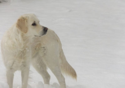 Lillie Snow field – White English Cream Golden Retriever