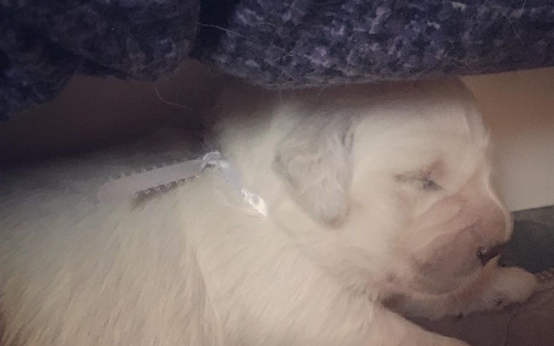 1 week old Snow