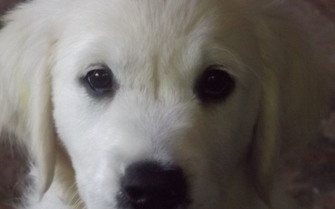 Nanna as a puppy – White English Cream Golden Retriever