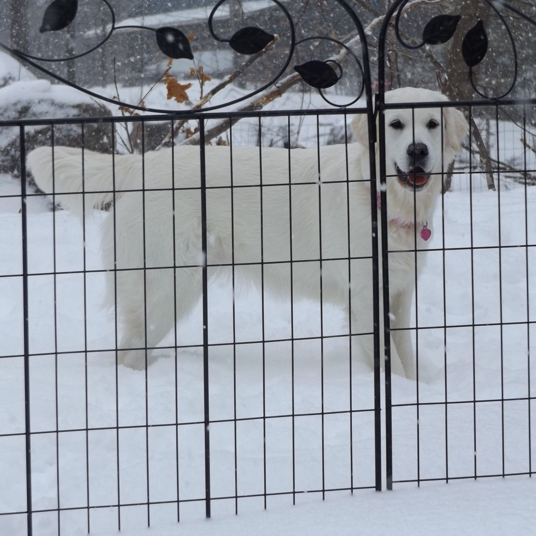 Golden Retrievers Unite: The Story Behind The Viral Phenomenon - ezrmgmj