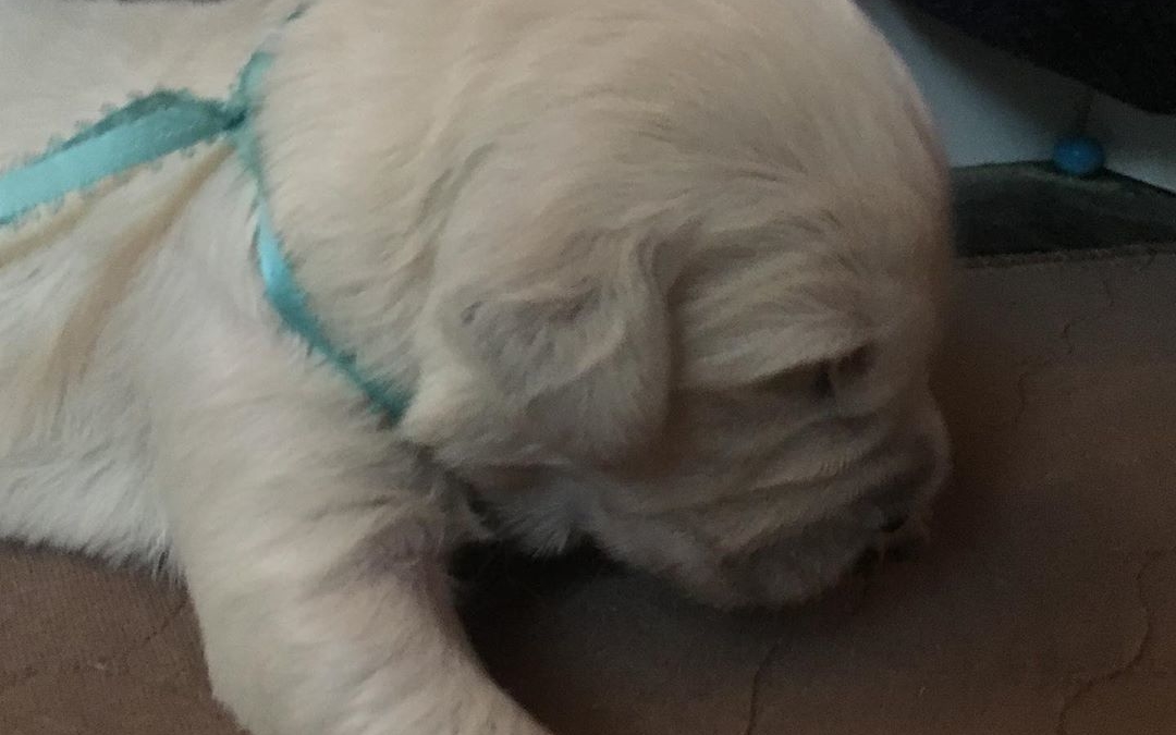 Aquaman 1 week old
