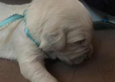 Aquaman 1 week old