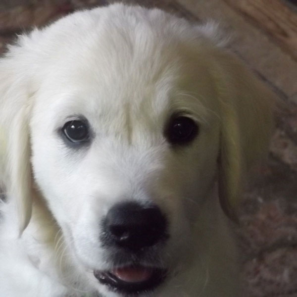 Nanna as a puppy - White English Cream Golden Retriever