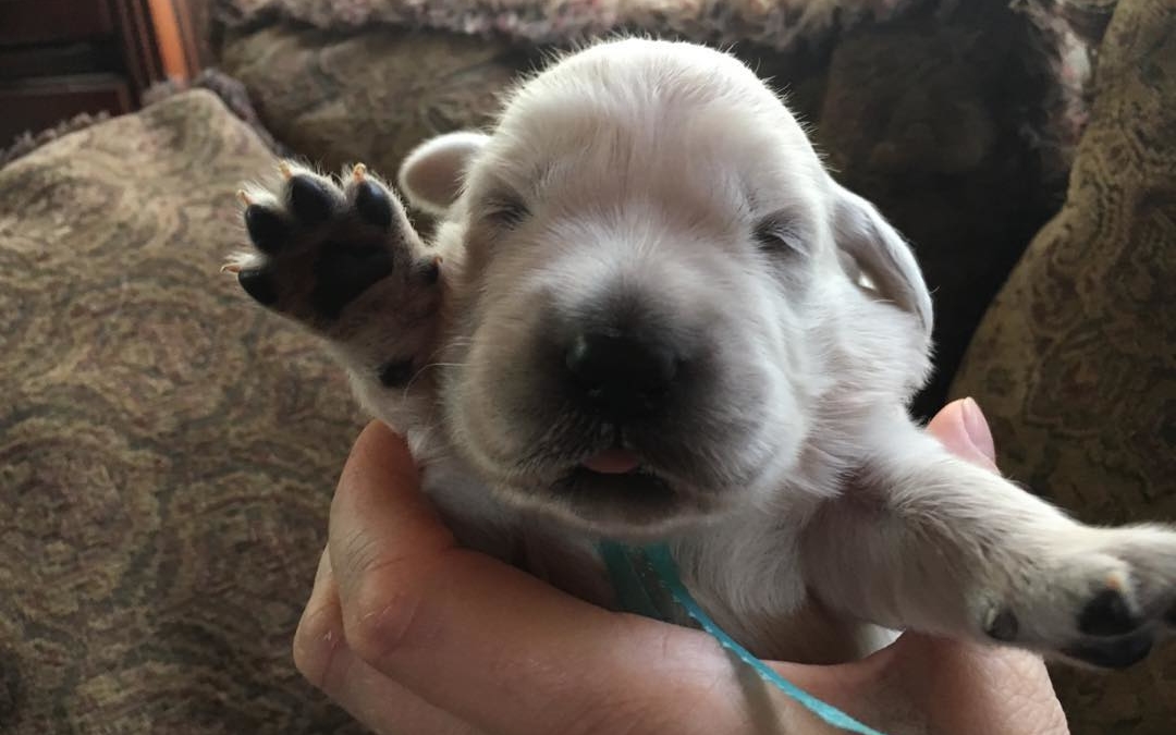 Hi