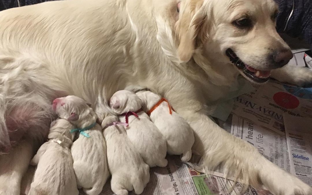 Lillie and her 5 puppies