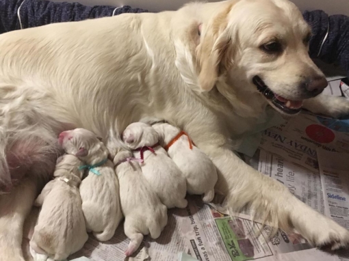 Lillie and her 5 puppies