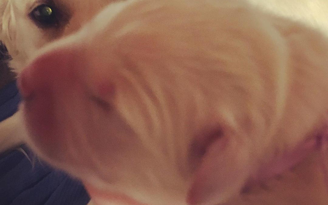 Newborn violet