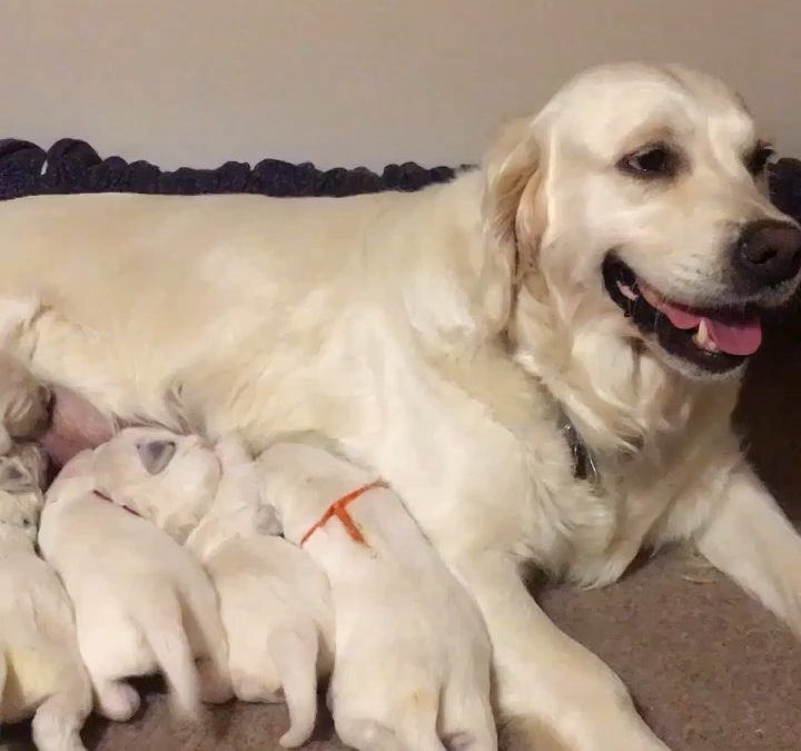 One week old