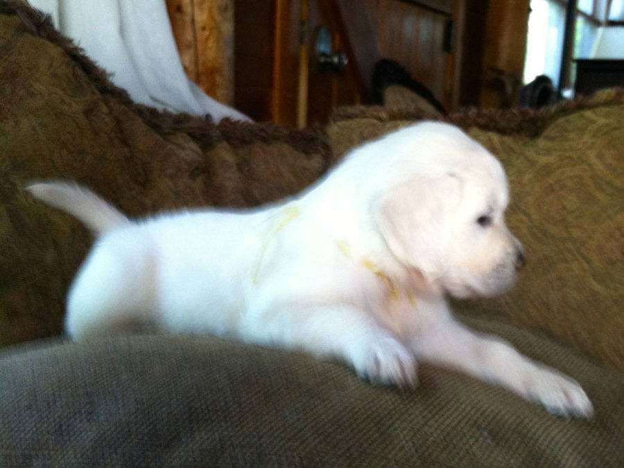 English Cream White Golden Retriever Puppies 3