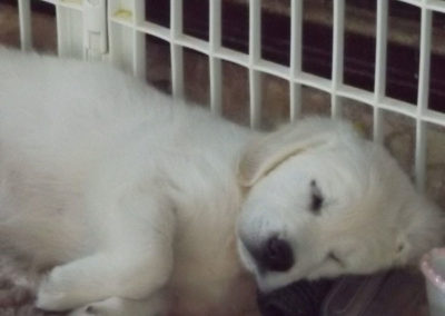English Cream White Golden Retriever Puppies asleep