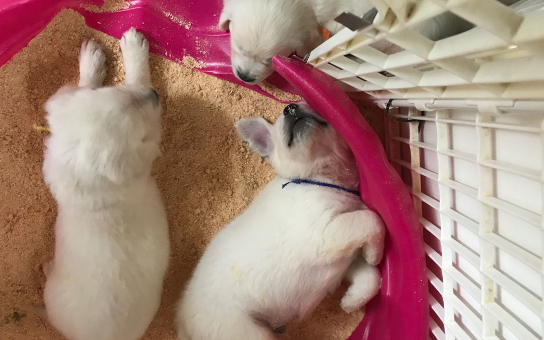 English Cream White Golden Retriever Puppies cute pic