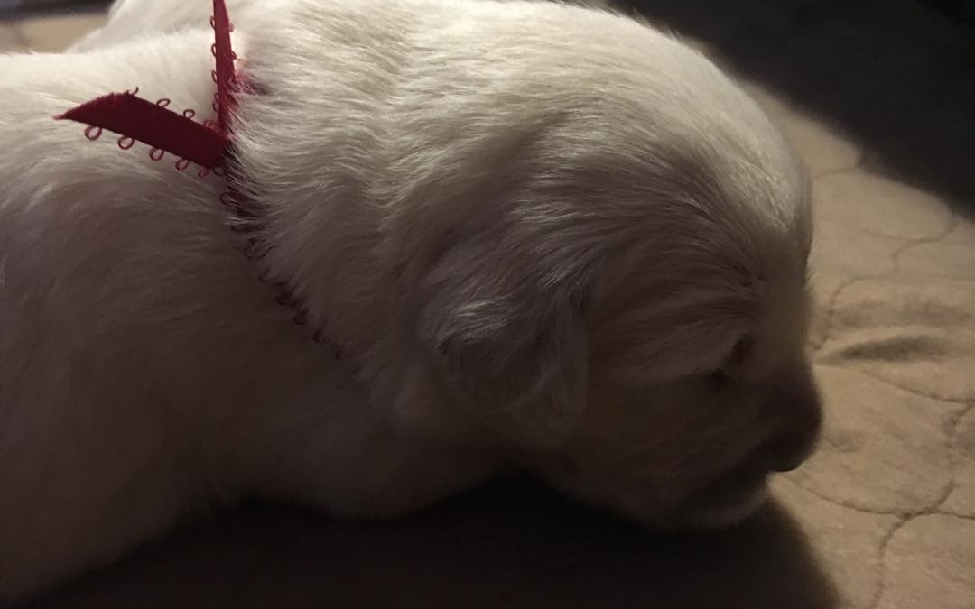 1 week josh