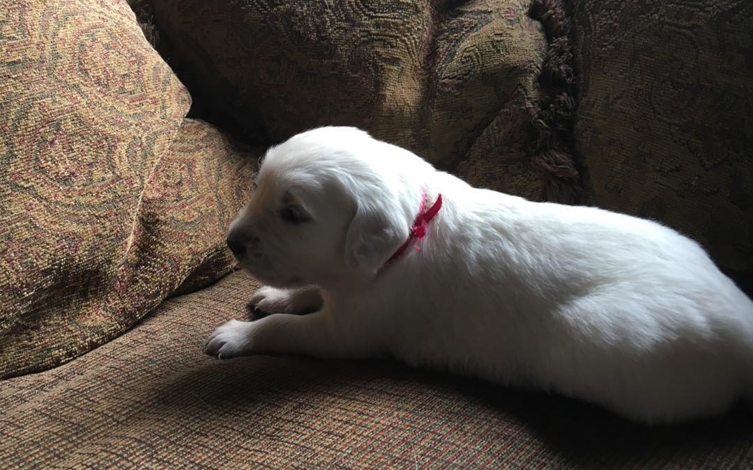 3 weeks Josh