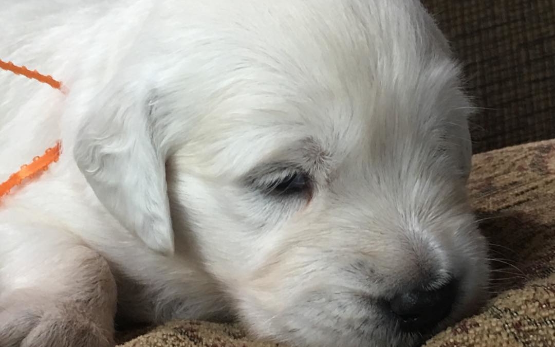 3 weeks Ranger