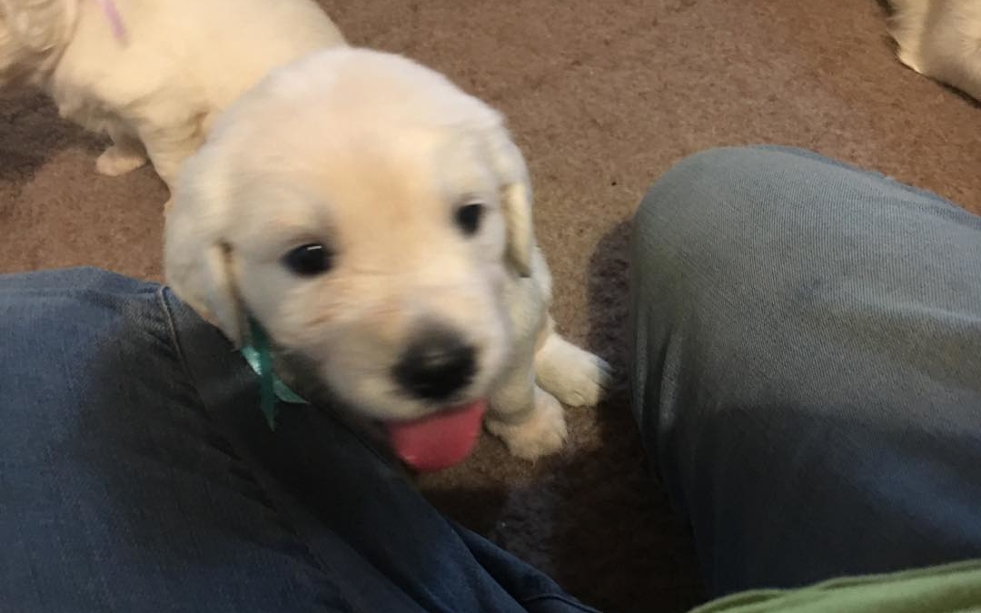 4 week Aquaman