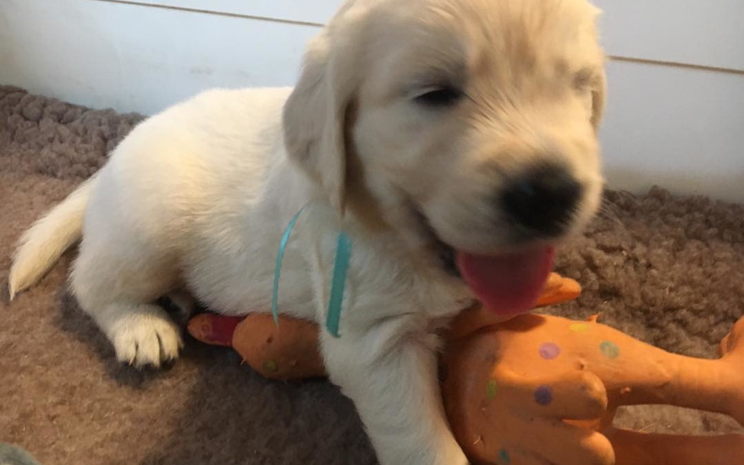 4 week Aquaman wrestles rooster