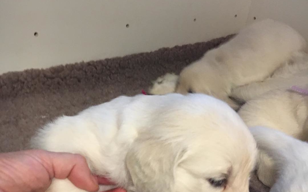 4 week old sweet Snow