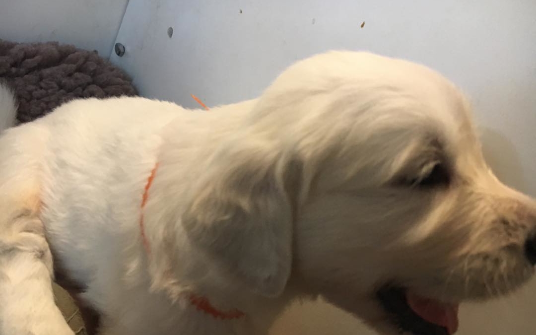 4 week ranger