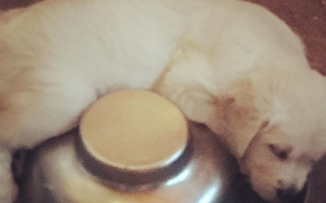 After dinner nap in the…