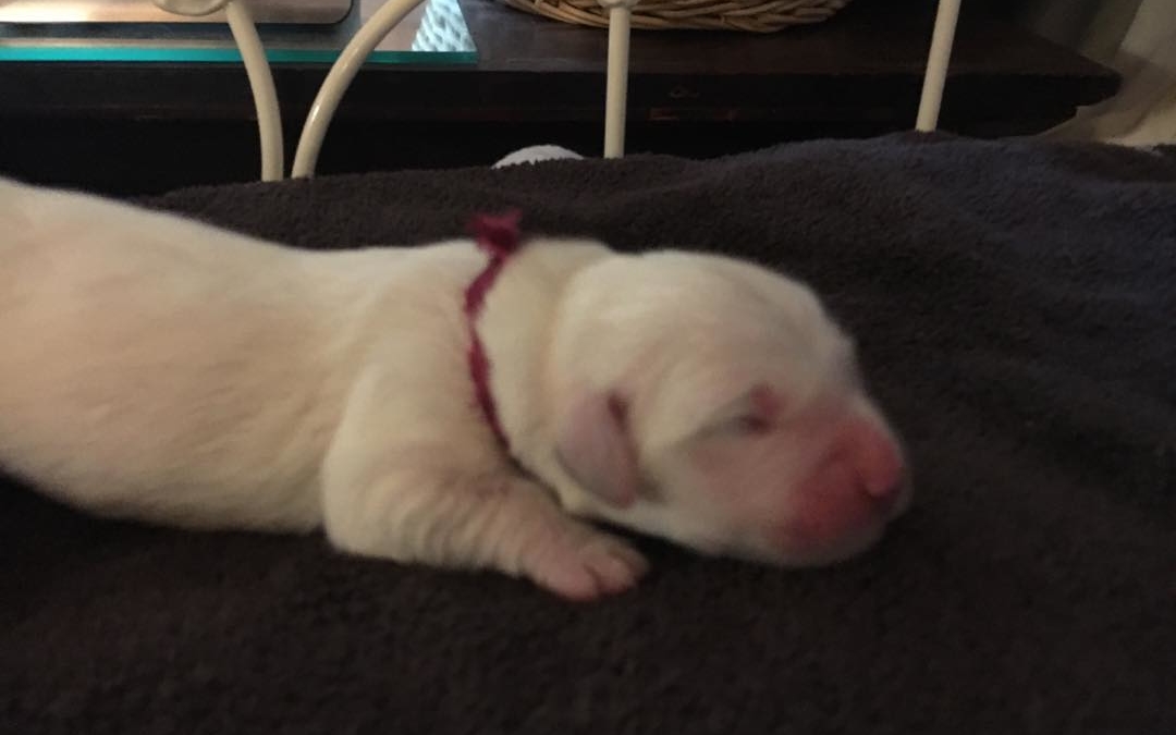 Newborn Josh 2019