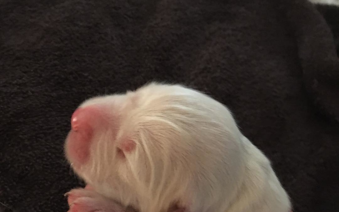Newborn Ranger