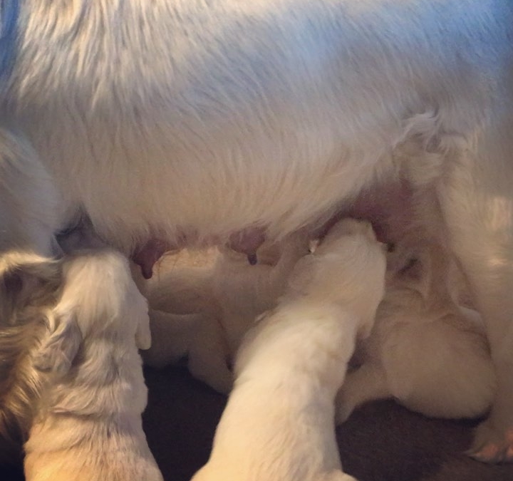 Three week old luncheon